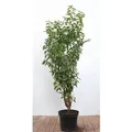 Produktbild: Prunus,usitanica 80-100 cm