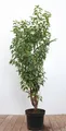 Produktbild: Prunus lusitanica, Portugiesischer Lorbeer, immergrün, 80–100 cm
