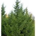 Produktbild: Chinesischer Wacholder Keteleeri 80-100cm - Juniperus chinensis