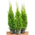Produktbild: Thuja occidentalis 'Smaragd' 80-100 cm 5 Liter Container