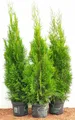 Produktbild: Thuja occidentalis 'Smaragd', Lebensbaum, immergrün, 80–100 cm