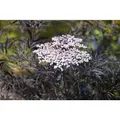 Produktbild: Sambucus Nigra Black Lace Schwarzer Holunder Dunkelrot 80–100 cm