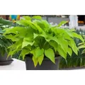Produktbild: Hosta X Fortunei Sun Power Funkie Ca. 9x9 cm Topf