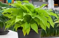 Produktbild: Hosta x fortunei 'Sun Power' 9x9 cm Topf – Winterhart, Mehrjährig, Pflegeleicht – Funkie – Staude für Schattenbeet & Kübel