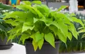Produktbild: Pflanzen für Dich Staude Hosta fortunei Sun Power, 1 St., Funkie