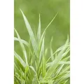 Produktbild: Hakonechloa Macra Strip It Rich Japanisches Berggras Ca. 11x11 cm Topf