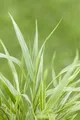 Produktbild: Hakonechloa macra 'Strip it Rich', Japanisches Berggras, ca. 11x11 cm Topf