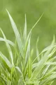 Produktbild: Pflanzen für Dich Gräser Hakonechloa macra Strip it Rich, 1 St., Japanisches Berggras, Hakone-Gras, gelbgrün gestreift, überhängend
