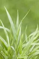 Produktbild: Hakonechloa macra 'Strip it Rich', Japanisches Berggras, ca. 11x11 cm Topf