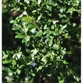 Produktbild: Japanische Stechpalme Ilex Glori Gem 25-30cm - ilex crenata