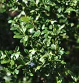 Produktbild: Japanische Stechpalme Ilex Glori Gem 25-30cm - ilex crenata