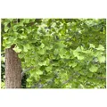 Produktbild: Ginkgo biloba, Fächerblattbaum, 125–150 cm