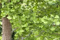 Produktbild: Ginkgo biloba 125–150 cm – Winterhart, Mehrjährig, Pflegeleicht – Ginkgo Baum – Zierbaum für Garten & Kübel