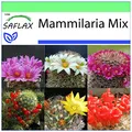 Produktbild: SAFLAX - Kakteen - Mammilaria Mischung - 40 Samen - Mammilaria Mix