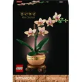Produktbild: Mini-Orchidee