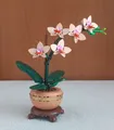 Produktbild: LEGO Botanicals: Mini-Orchidee (10343)