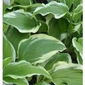 Produktbild: Funkie Moerheim - Hosta fortunei
