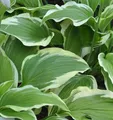 Produktbild: Funkie Moerheim - Hosta fortunei
