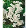 Produktbild: Achillea Millefolium White Beauty Schafgarbe Ca. 9x9 cm Topf