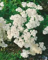 Produktbild: Achillea millefolium 'White Beauty', Schafgarbe, weiß, ca. 9x9 cm Topf