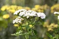 Produktbild: Achillea millefolium 'White Beauty' 9x9 cm Topf – Winterhart, Mehrjährig, Pflegeleicht – Schafgarbe – Staude für Beet & Rabatte