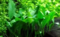 Produktbild: Aquarium Pflanze Anubias barteri angustifolia AquaOne Nr.301C Wasserpflanzen