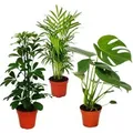 Produktbild: Exotenherz Zimmerpflanzen Set Grünes Trio Set mit 3 Verschiedenen Grünpflanzen Chamaedorea Monstera Schefflera