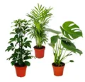 Produktbild: Exotenherz Zimmerpflanze Grünes Trio Set mit 3 Grünpflanzen Chamaedorea Monstera -Schefflera