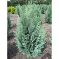 Produktbild: Chamaecyparis lawsoniana 'Columnaris' - Blaue Säulenzypresse 'Columnaris' 40-60