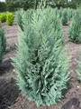Produktbild: Chamaecyparis lawsoniana 'Columnaris' - Blaue Säulenzypresse 'Columnaris' 40-60