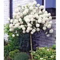 Produktbild: BALDUR Garten 1x Schneeball-Stämmchen, Pflanze im 2 Liter-Topf, Viburnum, winterhart, mehrjährig, bienenfreundlich, pflegeleicht, blühend, dufte...