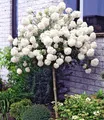 Produktbild: BALDUR Garten Zierstrauch Schneeball-Stämmchen, 1 St., Duftschneeball, duftend, winterhart, mehrjährig, pflegeleicht