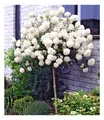 Produktbild: Schneeball-Stämmchen, 1 Pflanze Viburnum Eskimo auf Stamm