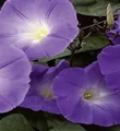 Produktbild: Trichterwinde Ipomea Himmelblau Höhe bis 250 cm