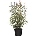Produktbild: Photinia Fraseri Red Robin Glanzmispel Rot 100–125 cm