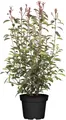 Produktbild: Photinia fraseri 'Red Robin', Glanzmispel, rot, 100–125 cm