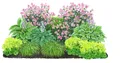 Produktbild: Dehner Staude Bio Stauden-Set Schattengarten, je 5-20 cm exkl. Pflanztopf, 12 mehrjährig Pflanzen für Schattengärten, insektenfreundlich