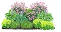 Produktbild: Bio Stauden-Set Schattengarten 12 Pflanzen mehrjährig je ca. 5-20 cm, Dehner