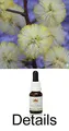 Produktbild: SUNSHINE WATTLE Buschblüten Australian Bush Flower Essences / Love Remedies