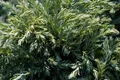 Produktbild: Blaue Fadenzypresse Lieve - Chamaecyparis pisifera Lieve - 20-25cm