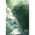 Produktbild: Fargesia robusta Campbell 80/100 cm hoch, im 3 Liter-Topf