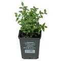 Produktbild: Grüner Spindelstrauch 'Radicans', Topf 9x9 cm, 12 Pflanzen