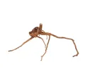 Produktbild: Aquaone Aquarium M Moorkienwurzel Nr.2686 Holz Deko Aquascaping
