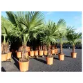 Produktbild: XXL Palme Stammhöhe 40-50 cm winterhart 160-180 cm Trachycarpus fortunei, Hanfpalme, Top-Qualität