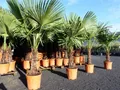 Produktbild: gruenwaren jakubik Baum XXL Palme Höhe 40-50 cm winterhart 160-180 cm Trachycarpus fortunei