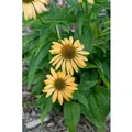 Produktbild: Echinacea Purpurea Harvest Moon R Purpursonnenhut Ca. 11x11 cm Topf