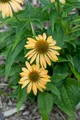 Produktbild: Echinacea purpurea 'Harvest Moon', gelb-orange, ca. 11x11 cm Topf