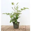 Produktbild: Astilbe Japonica Montgomery Prachtspiere Ca. 9x9 cm Topf
