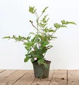 Produktbild: Astilbe japonica 'Montgomery' 9x9 cm Topf – Winterhart, Mehrjährig, Pflegeleicht – Prachtspiere – Staude für Schattenbeet & Garten