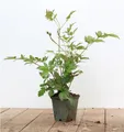Produktbild: Pflanzen für Dich Staude Astilbe japonica Montgomery, 1 St., Prachtspiere
